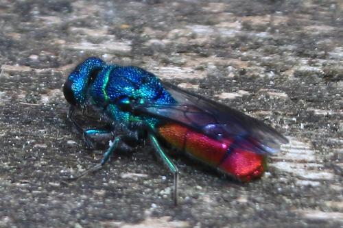 Chrysis (ignita)